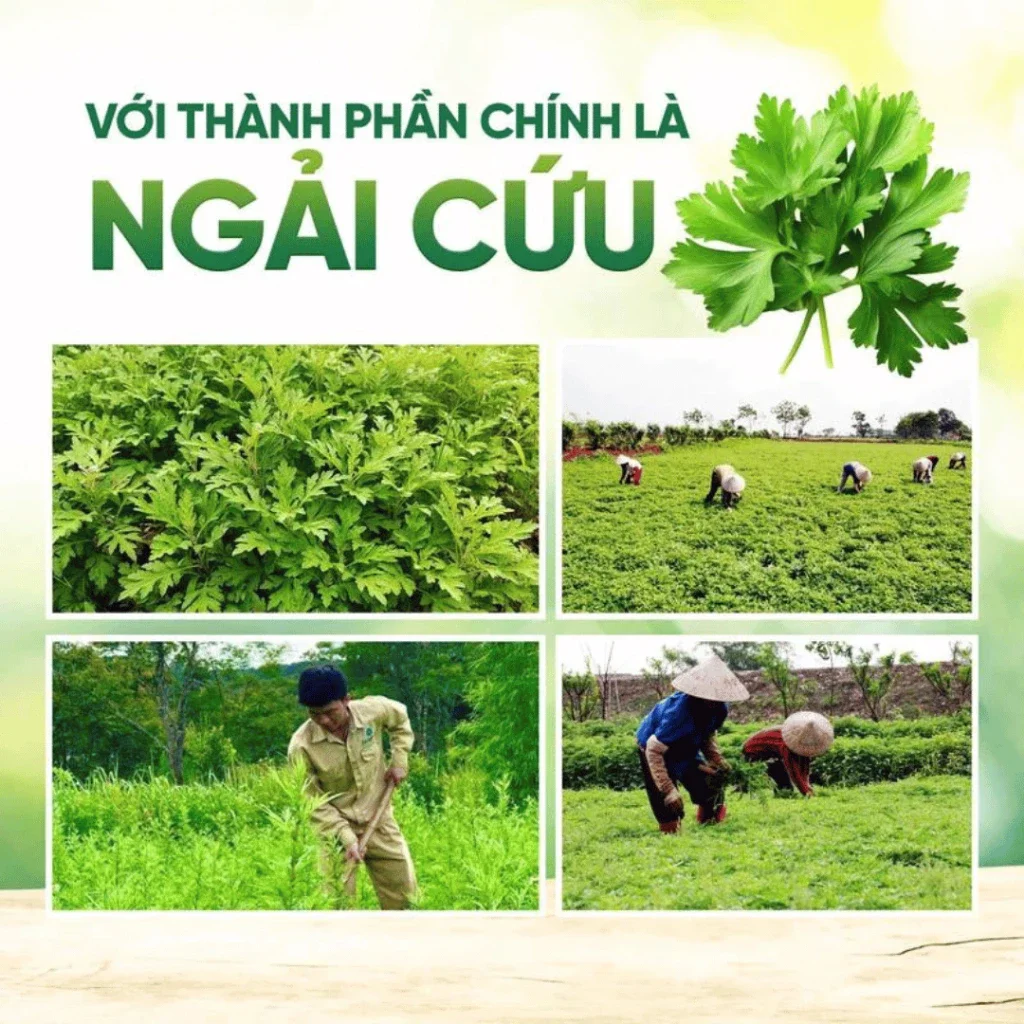 Tư liệu minh họa cây ngải cứu và hoạt động thu hoạch do shop cung cấp